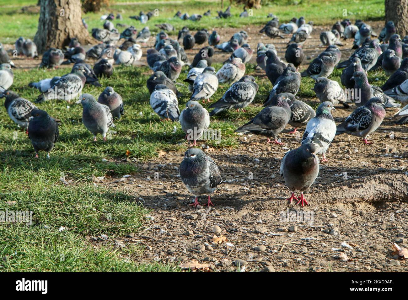 Il grande gruppo di piccioni che nidificano sul terreno sotto gli alberi nel centro della città. Foto Stock