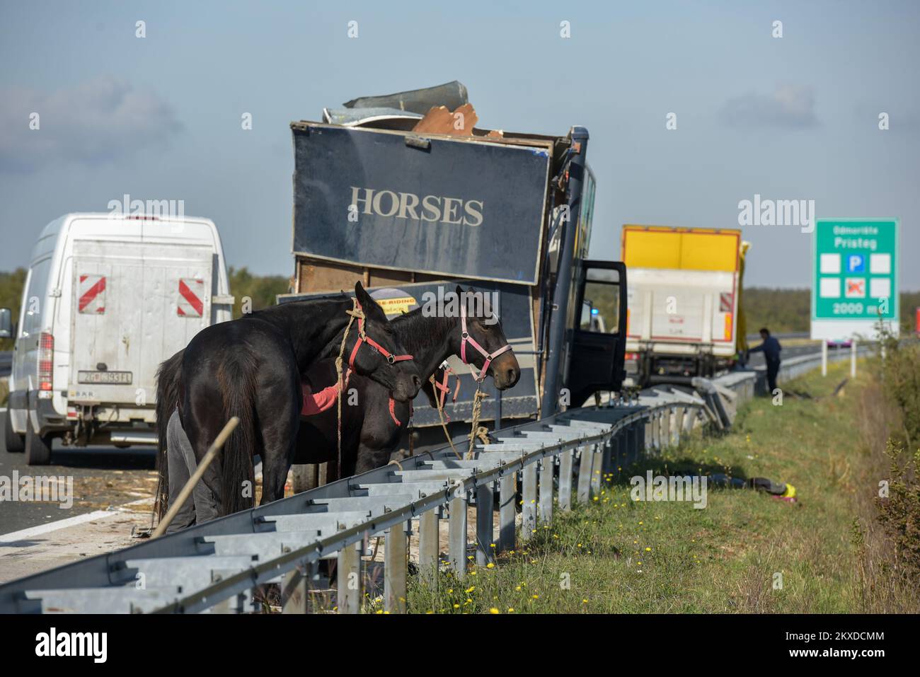 14.10.2019., Benkovac, Croazia - due camion si sono scontrati sull'autostrada Zagabria-Spalato A1 vicino a Benkovac a causa della nebbia, uno di loro stava trasportando cavalli. In una collisione, tre dei sette cavalli sono scappati dal camion sulla strada, ma sono stati presto catturati. I cavalieri non sono stati feriti, ma un cavallo è stato ucciso. Foto: Dino Stanin/PIXSELL Foto Stock