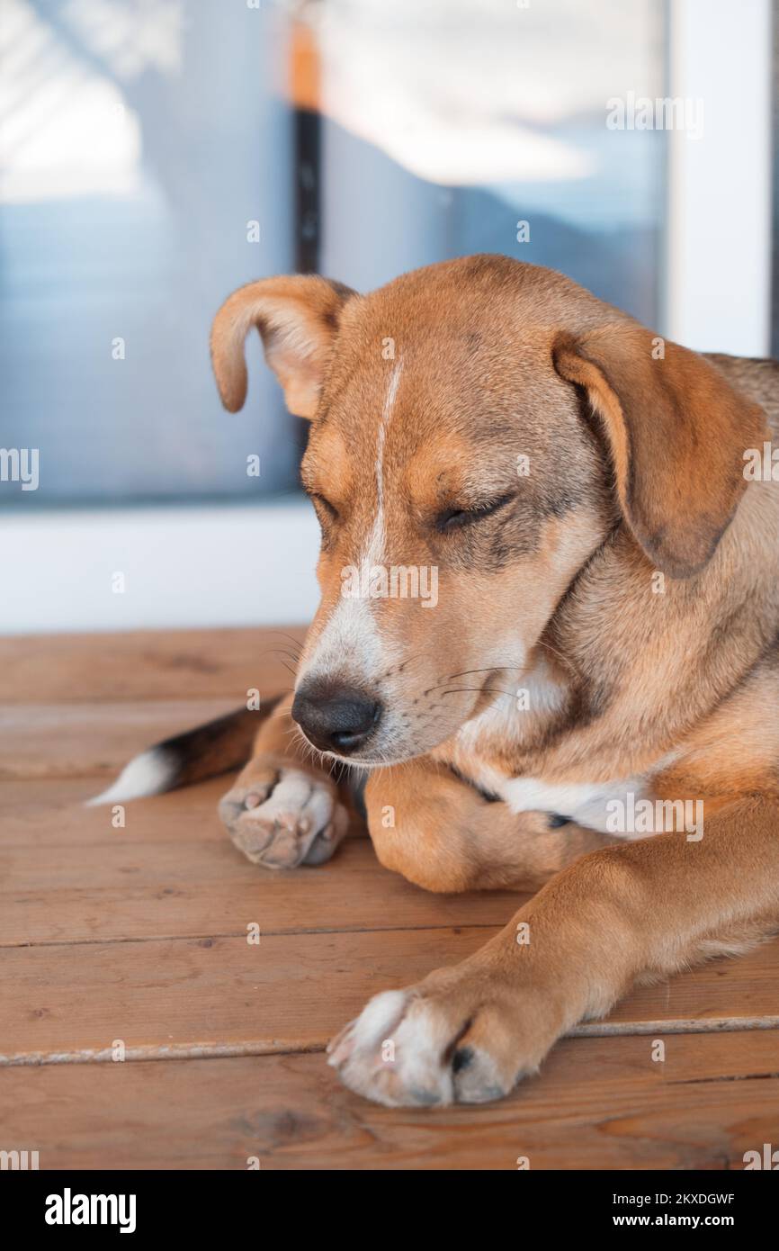 Il cucciolo è stanco e si addormenta. Riparo per animali, cibo per cani. Dolce sogno in cabina. Alla ricerca di un host. Riprese FullHD di alta qualità. Foto Stock