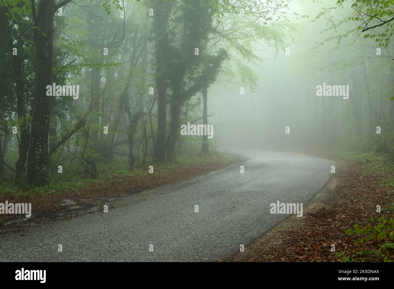 La foto della stretta strada asfaltata bagnata nella foresta durante la mattina piovosa. Condizioni di guida difficili e pericolose. Foto Stock