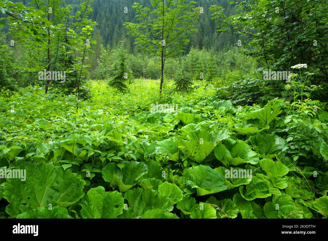 Un particolare della vegetazione alpina con un sacco di burdocks. Tutto è fresco verde e bagnato dopo la pioggia. Foto Stock
