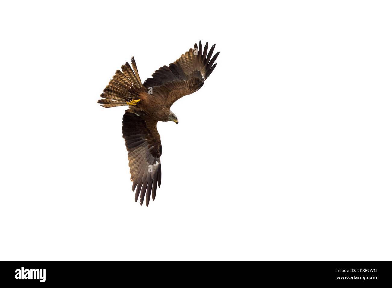 Aquilone nero (Milvus migrans) in volo che si abbassa per catturare i pesci dal lago con i suoi taloni Foto Stock