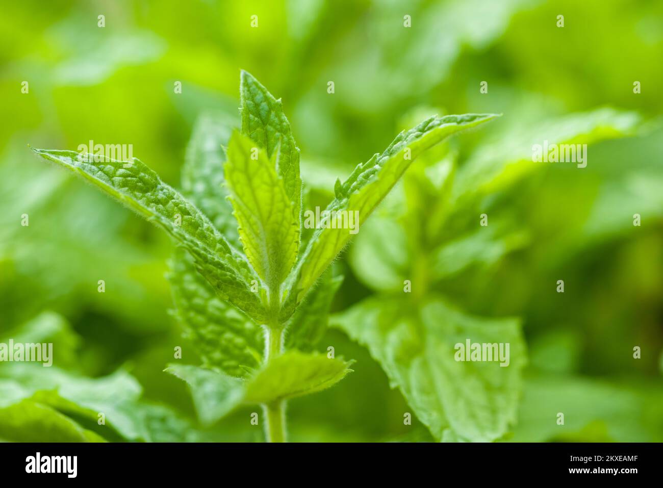 Primo piano dell'erba Spearmint (Mentha spicata) che cresce in un giardino di erbe nel Regno Unito. Foto Stock