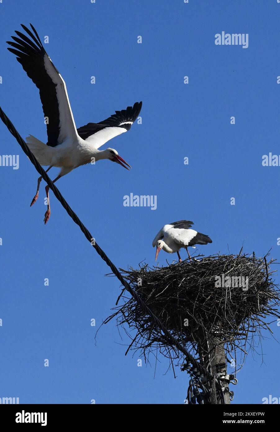 20.03.2020., Brodski Varos, Croazia - le cicogne sono di ritorno nel villaggio di Brodski Varos vicino a Slovanski Brod. Foto: Ivica Galovic/PIXSELL Foto Stock