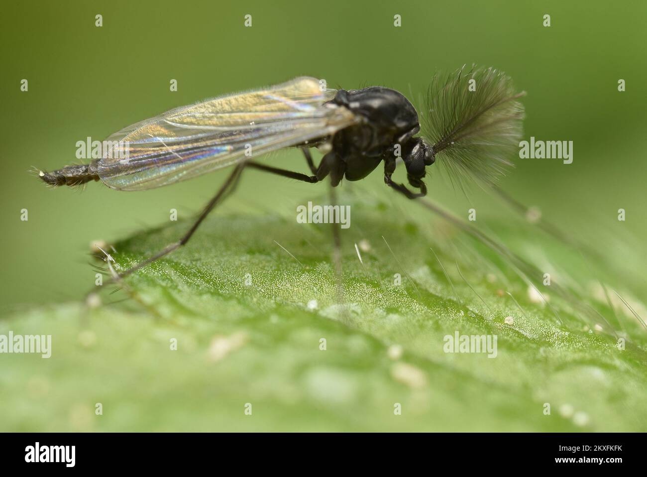 28.04.2020., Goricane, Slovenia - piccoli insetti atterrano sulle piante e si nutrono dei suoi succhi. Foto: Ziga Zivulovic jr./fa Bobo/PIXSELL Foto Stock