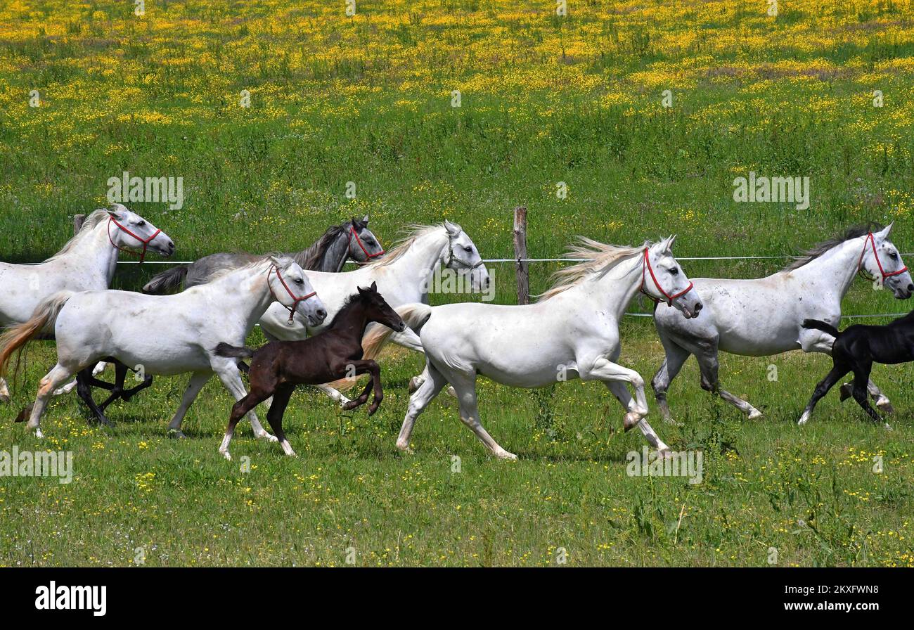 15.05.2020., Lipik, Croazia - la fattoria di stato Lipik è diventato più ricco di dieci nemici durante la pandemia, e altri due sono attesi nel mese di giugno. Foto: Ivica Galovic/PIXSELL Foto Stock