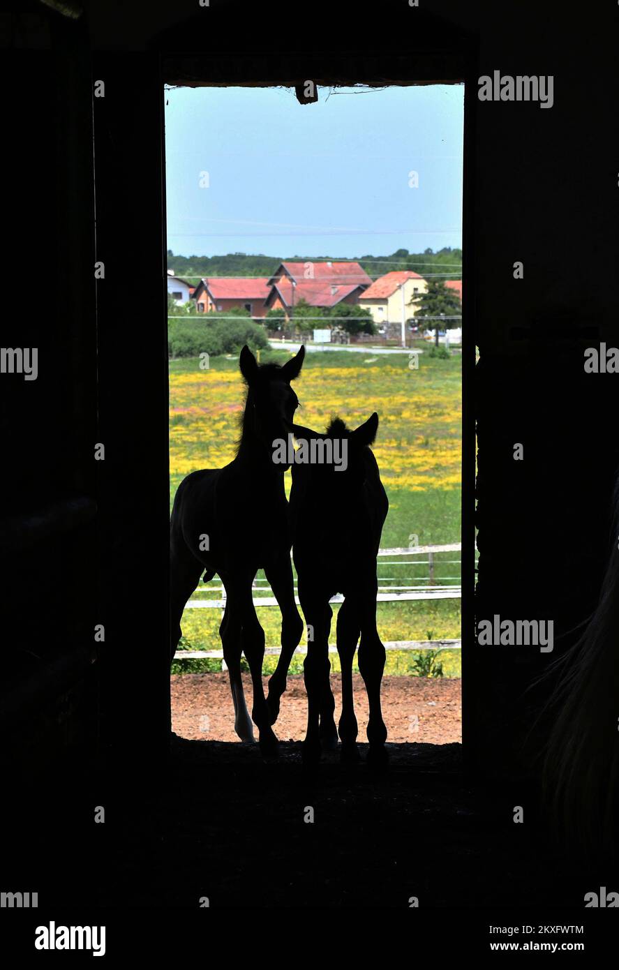 15.05.2020., Lipik, Croazia - la fattoria di stato Lipik è diventato più ricco di dieci nemici durante la pandemia, e altri due sono attesi nel mese di giugno. Foto: Ivica Galovic/PIXSELL Foto Stock