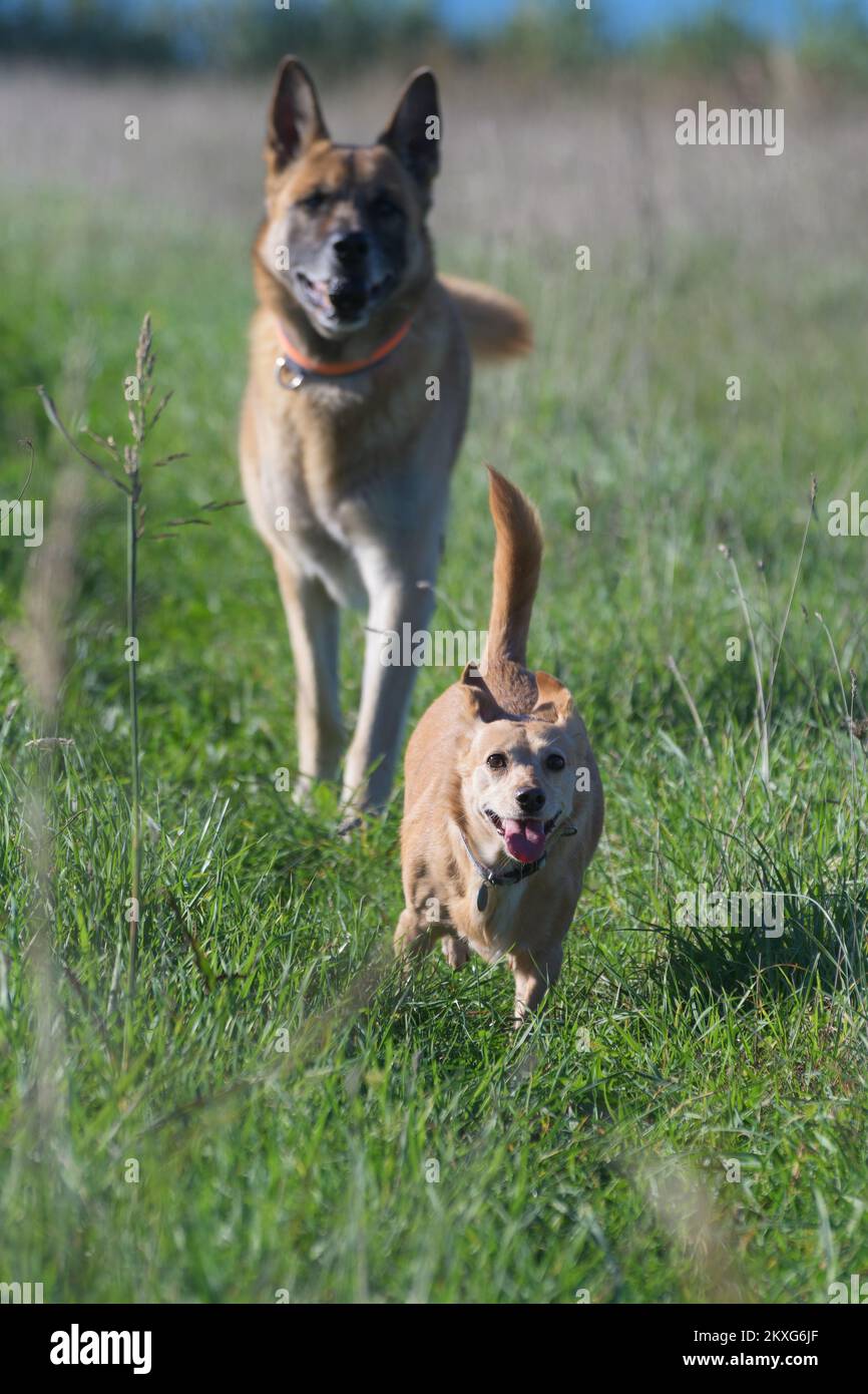 Due cani, un piccolo cane mutt e un malinois, inseguendo l'un l'altro e correndo verso la telecamera. Animali domestici, amicizia e obbedienza concetti di formazione Foto Stock