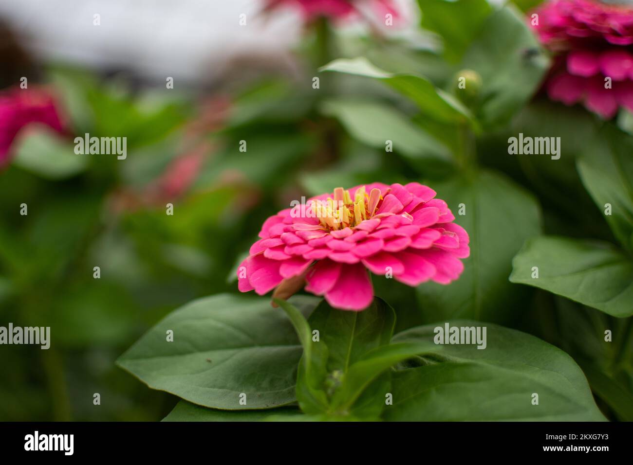 Zinnia rosa in una serra Foto Stock