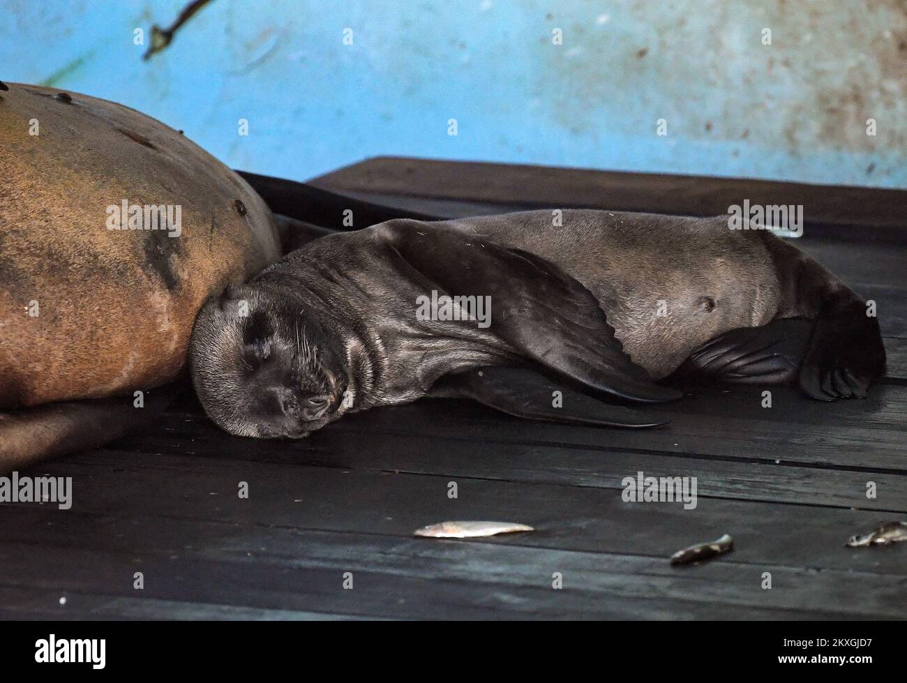 California SEA Lion Edith ha dato alla luce un giovane nello zoo di Zagabria. Il bambino leoni di mare ha quattro giorni ed è il settimo bambino dei leoni di mare della California Edith e Zaggy a Zagabria, Croazia il 02 luglio 2020. Foto: Josip Regovic/PIXSELL Foto Stock