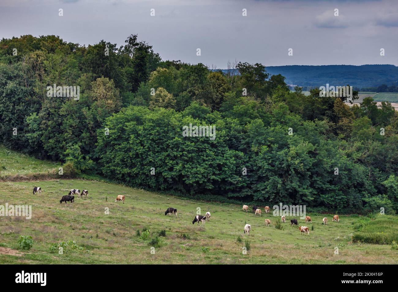 La famiglia Blazekovic di nove membri a Kric Gornji nel comune di Zrinski Topolovac ha una fattoria di mucche, bovini e vitelli, un totale di ottanta capi di bestiame Simmental e Holstein. Le mucche stanno pascolando nei prati sotto la casa dalla primavera alla fine dell'autunno. Oltre all'allevamento di bovini, sono anche impegnati nell'agricoltura, quindi coltivano 27 ettari di terreno. Tijana e Darko hanno sette figlie (Lana, Larisa, Lucia, Lara, Lena i Lota più giovane) e tutti amano dimezzare i loro genitori tranne i più giovani. In Kroz Gornji, Croazia su 24. Luglio, 2020. Foto: Tomislav Miletic/PIXSELL Foto Stock