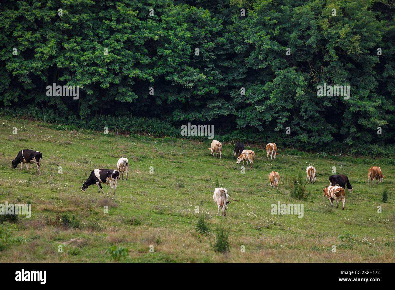 La famiglia Blazekovic di nove membri a Kric Gornji nel comune di Zrinski Topolovac ha una fattoria di mucche, bovini e vitelli, un totale di ottanta capi di bestiame Simmental e Holstein. Le mucche stanno pascolando nei prati sotto la casa dalla primavera alla fine dell'autunno. Oltre all'allevamento di bovini, sono anche impegnati nell'agricoltura, quindi coltivano 27 ettari di terreno. Tijana e Darko hanno sette figlie (Lana, Larisa, Lucia, Lara, Lena i Lota più giovane) e tutti amano dimezzare i loro genitori tranne i più giovani. In Kroz Gornji, Croazia su 24. Luglio, 2020. Foto: Tomislav Miletic/PIXSELL Foto Stock