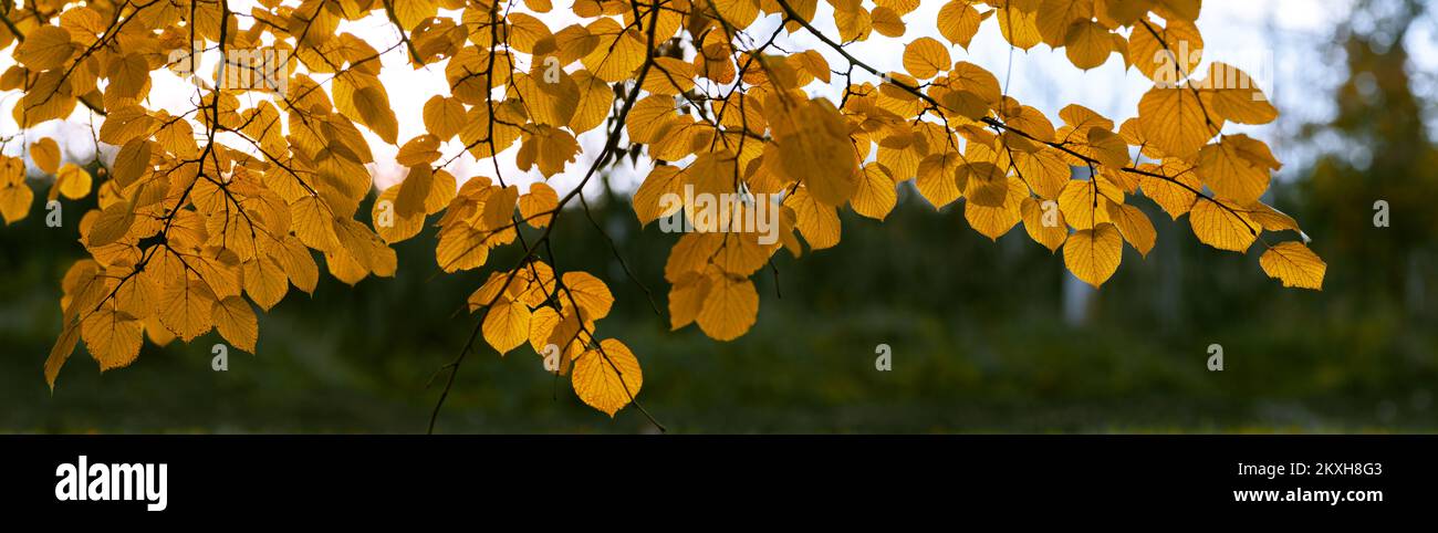 Foglie di albero di autunno. Autunno sfondo naturale con giallo Rosso foglie Linden Banner Golden panorama Foto Stock
