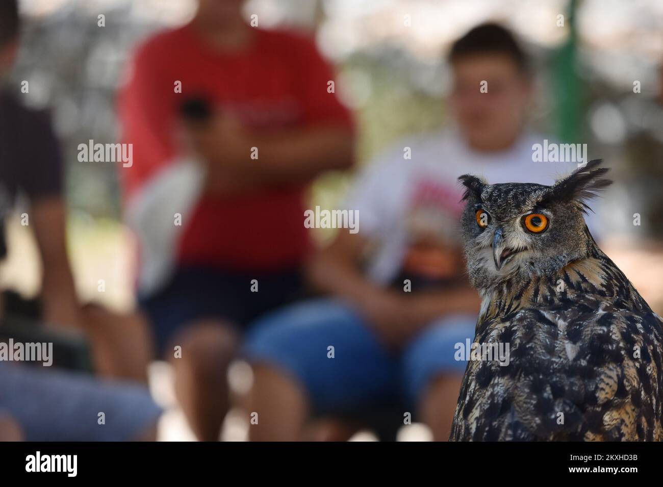 Un gufo visto al Dubrava Falconry Center, a Sibenik, Croazia, il 28 agosto 2020. Situato in boschi vicino Dubrava 8km a nord del centro della città, il Centro Falconry di Å ibenik è stato fondato nel 2000 per proteggere gli uccelli rapaci ed educare il pubblico locale sulle questioni di conservazione della fauna selvatica. Come centro di raccolta degli uccelli feriti, conservato qui prima di essere riportato in natura, è diventato una grande attrazione turistica. Il centro accoglie rapaci provenienti da tutta la Croazia, la maggior parte dei quali sono vittime della loro interazione con la civiltà umana: Casi tipici sono gli uccelli feriti da collisioni con automobili o. Foto Stock