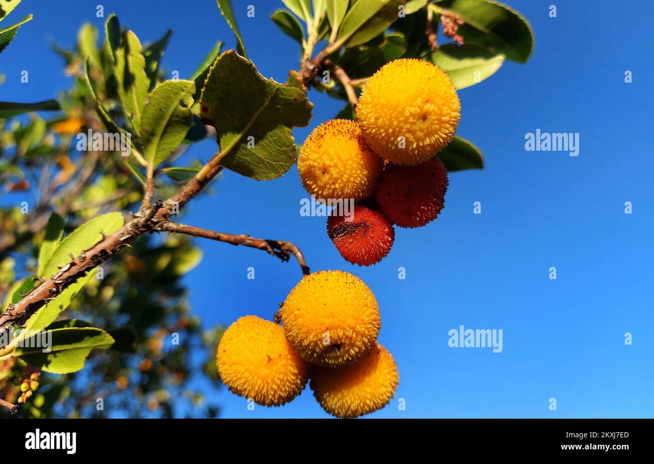 Arbutus unedo, l'albero di fragola, è un arbusto sempreverde o un piccolo albero. I frutti sono utilizzati in vari alimenti, ha un alto contenuto di zuccheri, vitamina C, beta-carotene, niacina, tocoferoli, E gli acidi omega-3 e omega-6 in Sibenik, Croazia su 19. Ottobre 2020 Foto: Dusko Jaramaz/PIXSELL Foto Stock