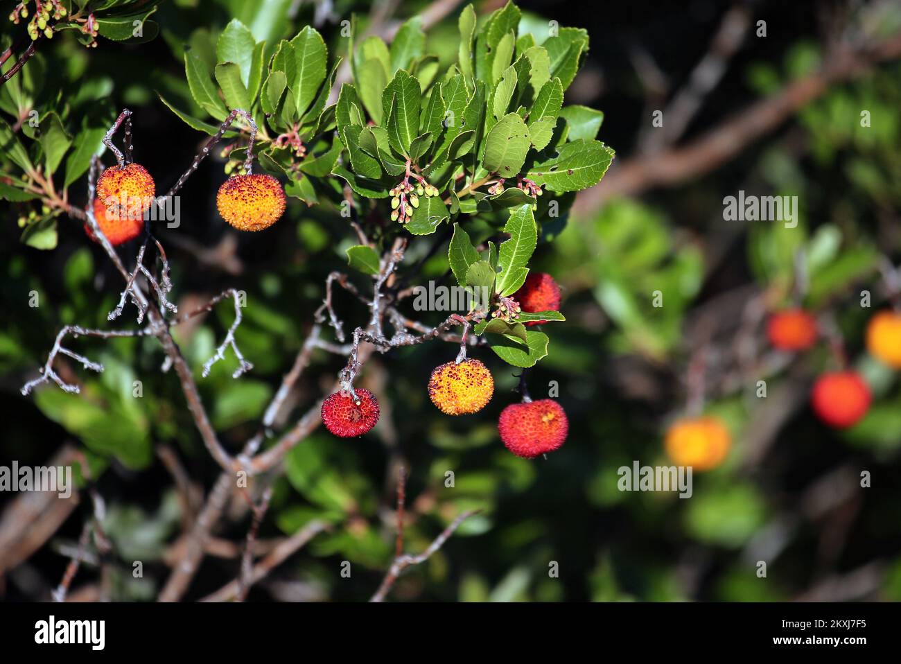 Arbutus unedo, l'albero di fragola, è un arbusto sempreverde o un piccolo albero. I frutti sono utilizzati in vari alimenti, ha un alto contenuto di zuccheri, vitamina C, beta-carotene, niacina, tocoferoli, E gli acidi omega-3 e omega-6 in Sibenik, Croazia su 19. Ottobre 2020 Foto: Dusko Jaramaz/PIXSELL Foto Stock