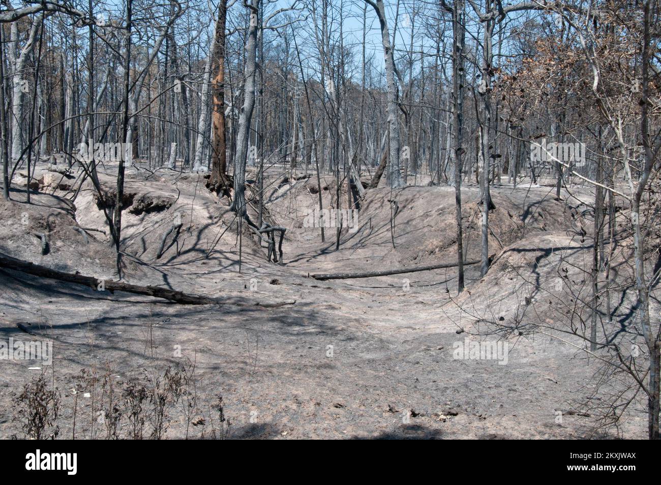 Fuoco - Bastrop County, Texas, 13 settembre 2011 i resti di una foresta indicano l'intensità del fuoco che ha spazzato attraverso la zona durante il fine settimana del Labor Day a Bastrop Texas. La FEMA sta lavorando con funzionari locali e statali per fornire assistenza ai residenti che hanno bisogno di aiuto. Texas Wildfire. Fotografie relative a disastri e programmi, attività e funzionari di gestione delle emergenze Foto Stock