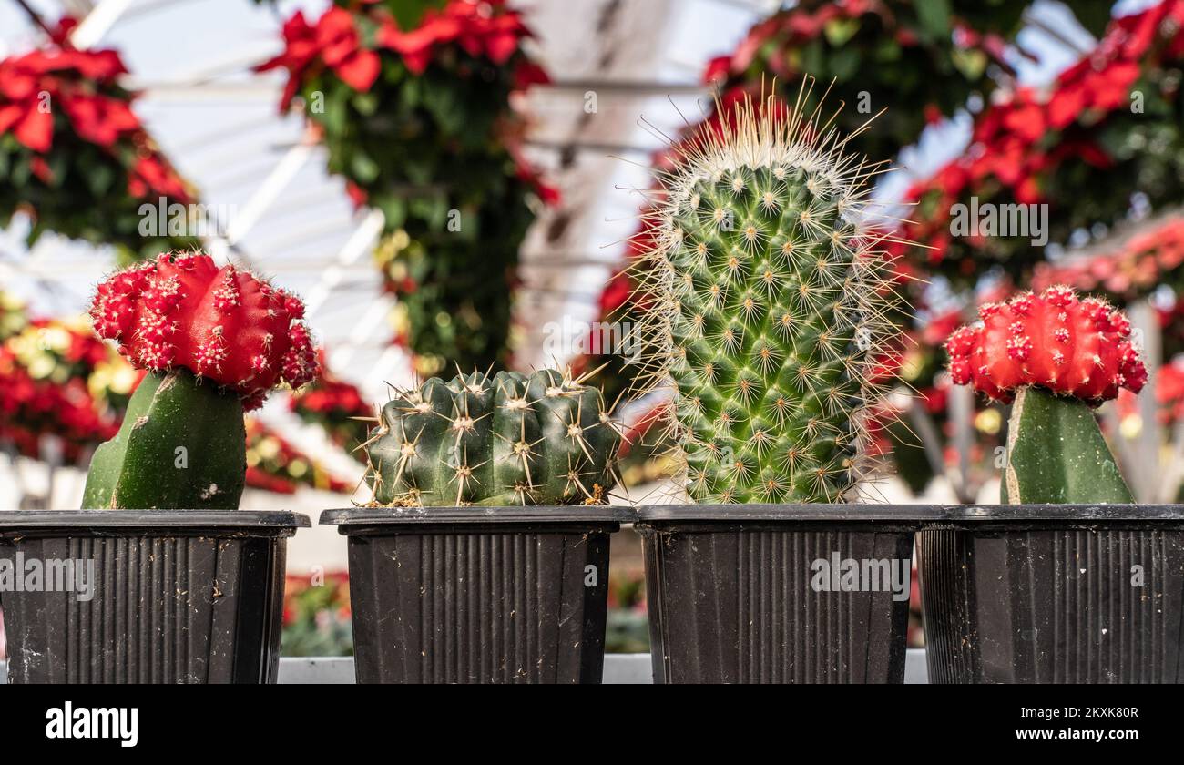 Vari cactus colorati sullo scaffale nella serra. Piccoli cactus decorativi in pentole di diversi tipi. Piante sfondo Foto Stock