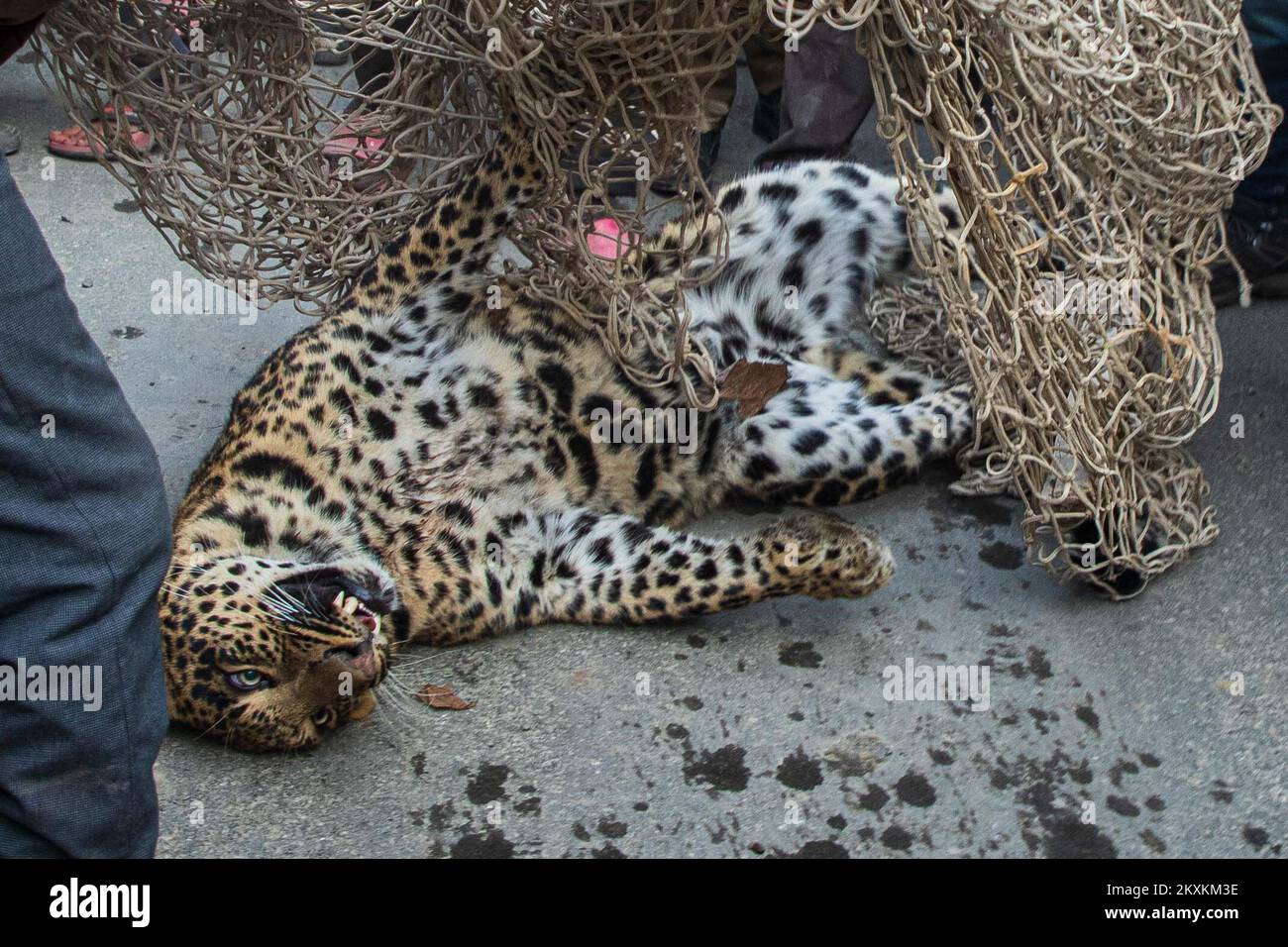 Srinagar, India. 29th Nov 2022. Un leopardo si trova sedato all'interno di una rete dopo essere stato catturato durante l'operazione di salvataggio dalla squadra di fauna selvatica a Chadoora Budgam. Gli ufficiali della fauna selvatica hanno detto che il leopardo aveva preso riparo sotto un veicolo, generando panico tra i residenti, più tardi un gruppo di esperti tranquillizzò il leopardo e lo ha spostato in un santuario sicuro. (Foto di Faisal Bashir/SOPA Images/Sipa USA) Credit: Sipa USA/Alamy Live News Foto Stock