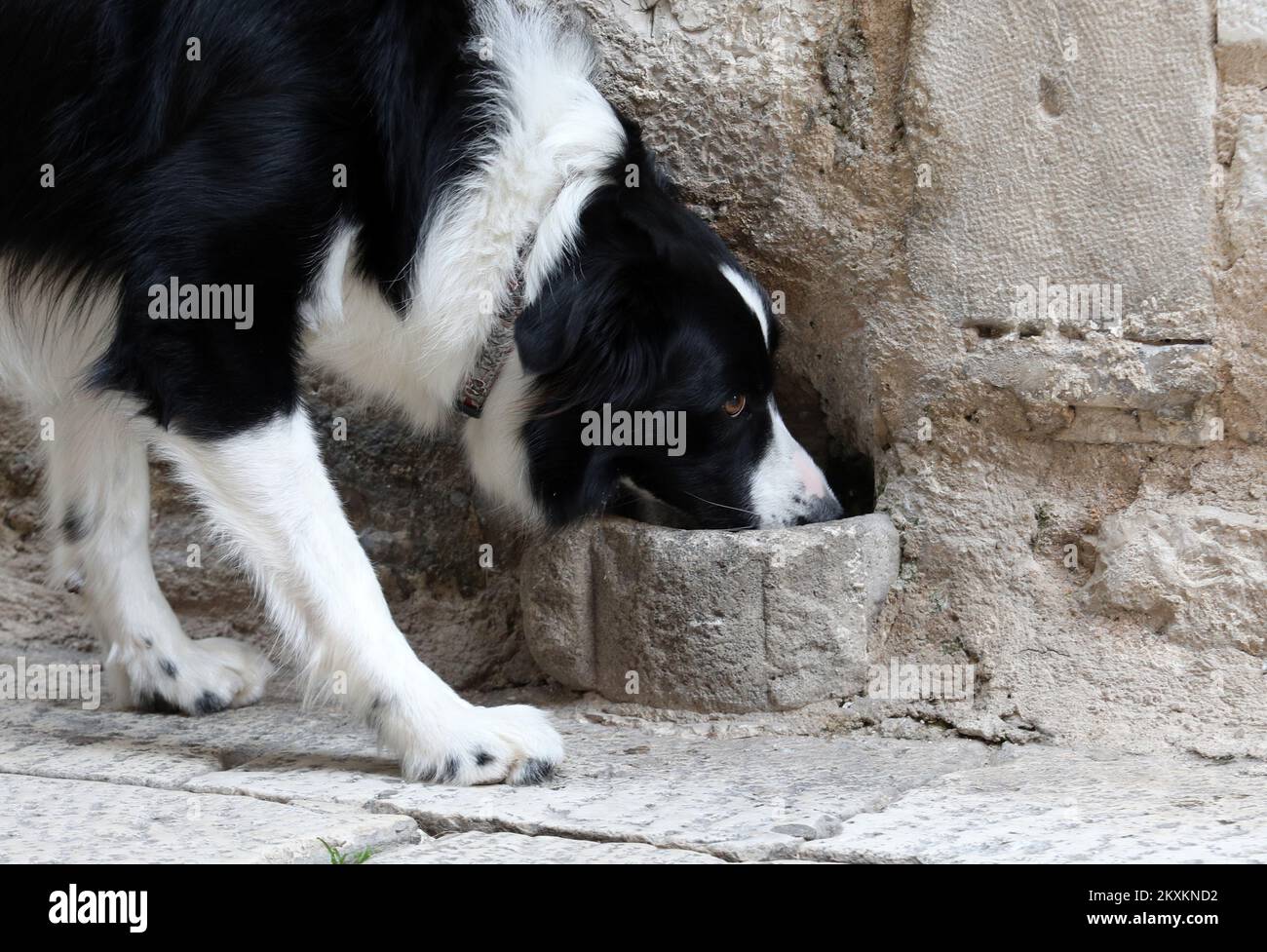 La foto scattata il 22 gennaio 2021 mostra acqua potabile del cane dal foro di pietra nella parete della facciata nella città vecchia via Sibenik, con segno latino AMOR D CANI. Buco è fatto per fornire acqua potabile per cani (e gatti) ed è regolarmente riempito di acqua. Ciotola di pietra sono stati creati nel 16th ° secolo Foto: Dusko Jaramaz/PIXSELL Foto Stock