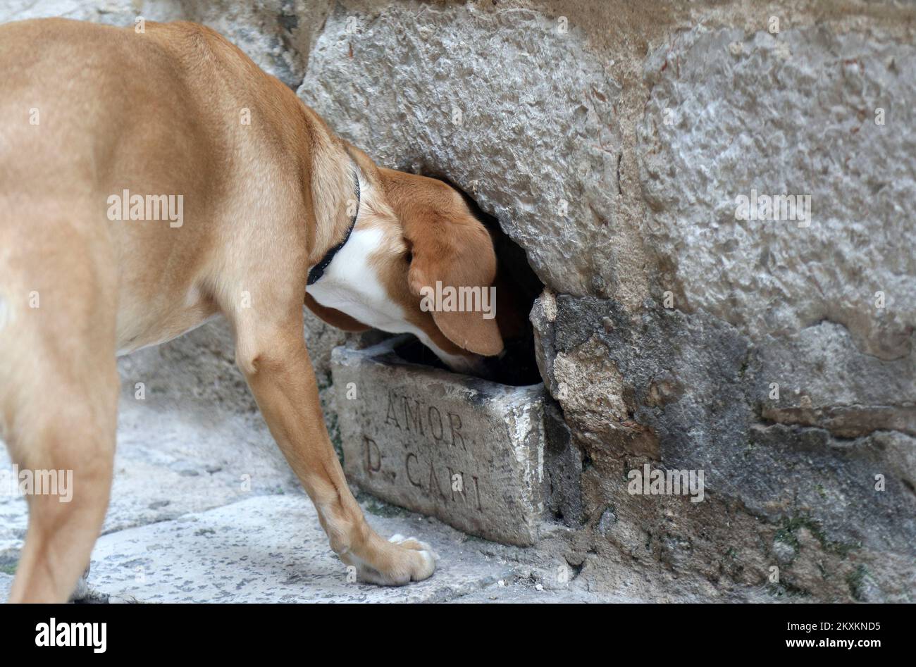 La foto scattata il 22 gennaio 2021 mostra acqua potabile del cane dal foro di pietra nella parete della facciata nella città vecchia via Sibenik, con segno latino AMOR D CANI. Buco è fatto per fornire acqua potabile per cani (e gatti) ed è regolarmente riempito di acqua. Ciotola di pietra sono stati creati nel 16th ° secolo Foto: Dusko Jaramaz/PIXSELL Foto Stock