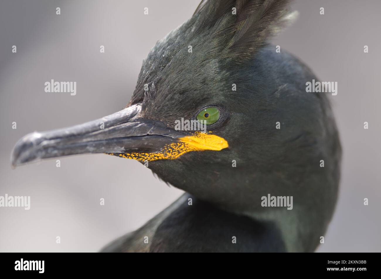 European Shag (Phalacrocorax aristotelis), mostrando enorme cresta eretta. adulto Foto Stock