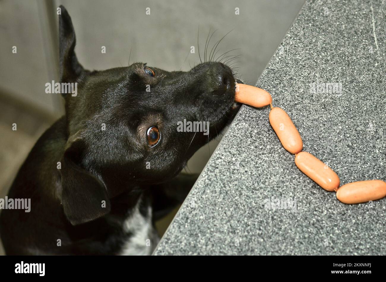 Un cane nero cattivo ruba le salsicce dal tavolo Foto Stock
