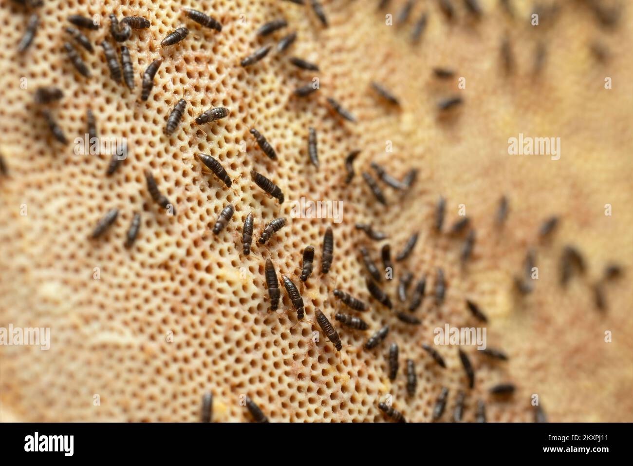 Gyrophaena coleotteri rove che si nutrono di polipori, compostione orizzontale Foto Stock