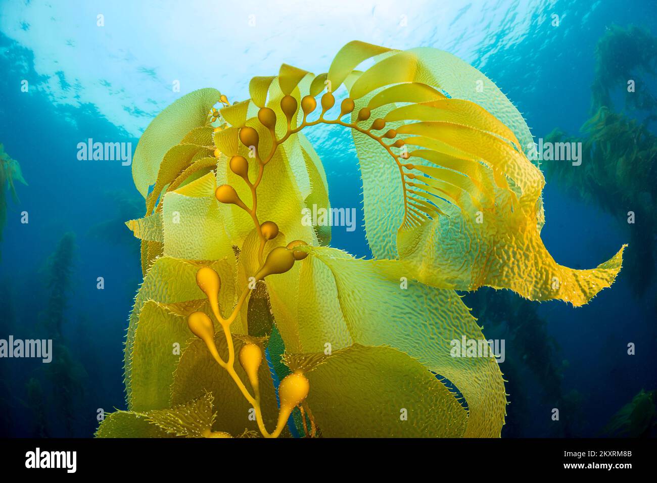 Camere d'aria trefoli di sollevamento di kelp gigante, Macrocystis pyrifera, verso la superficie da Santa Barbara Island, California, Stati Uniti d'America. Oceano Pacifico. Foto Stock