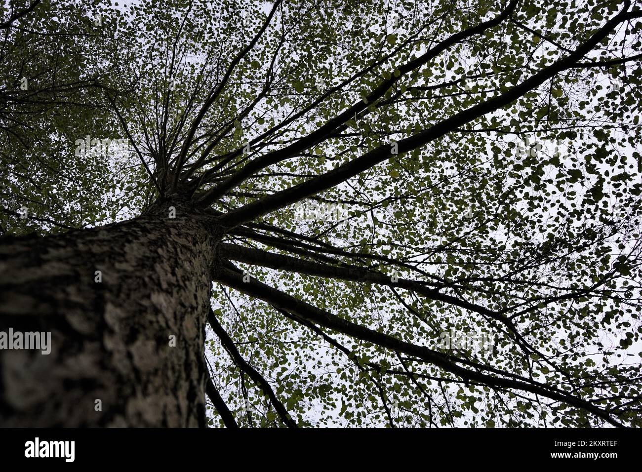Una bella corona di alberi Foto Stock