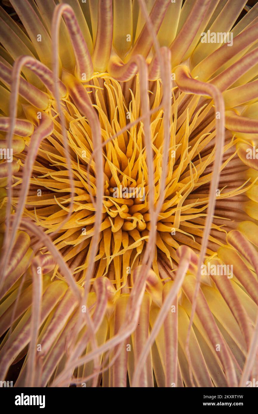 L'anemone di abitazione del tubo, Cerianthus filiformis, è un polipo grande con molti tentacoli commoventi, isola di Bali, Indonesia. Foto Stock