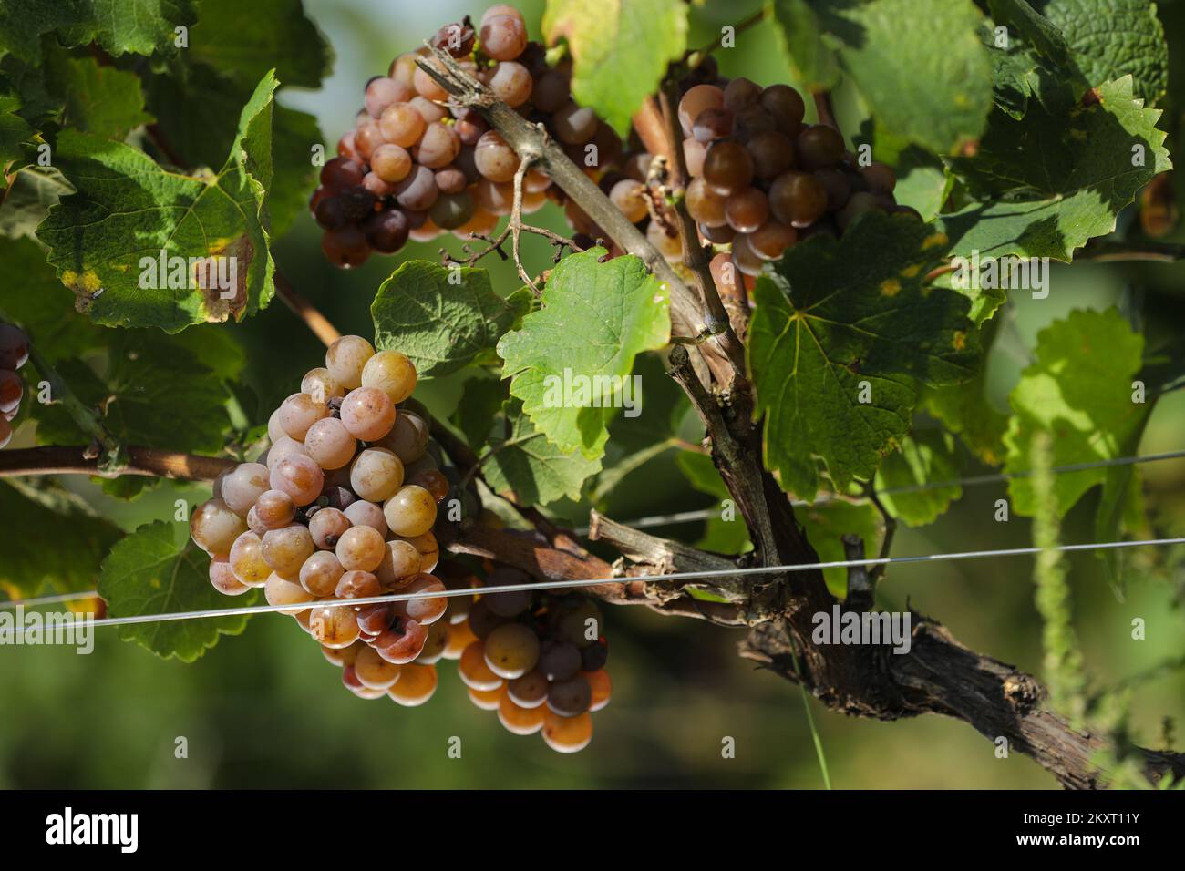 I vigneti della famiglia Enjingi che si estendono su 50 ettari nell'appellation Kutjevo in Croazia. La famiglia Enjingi ha una storia di 117 anni di vinificazione. Ivan Enjingi coltiva nove varietà diverse nei terreni che variano dal terreno sabbioso alla roccia estrema - tra cui Riesling, Zweigelt, Pinot Nero e Gewurztraminer. Infatti, i vigneti di Enjingi erano i vigneti ufficiali dell'imperatore austriaco e della sua corona. Foto scattata il 14. settembre, 2021. Foto: Robert Anic/PIXSELL Foto Stock