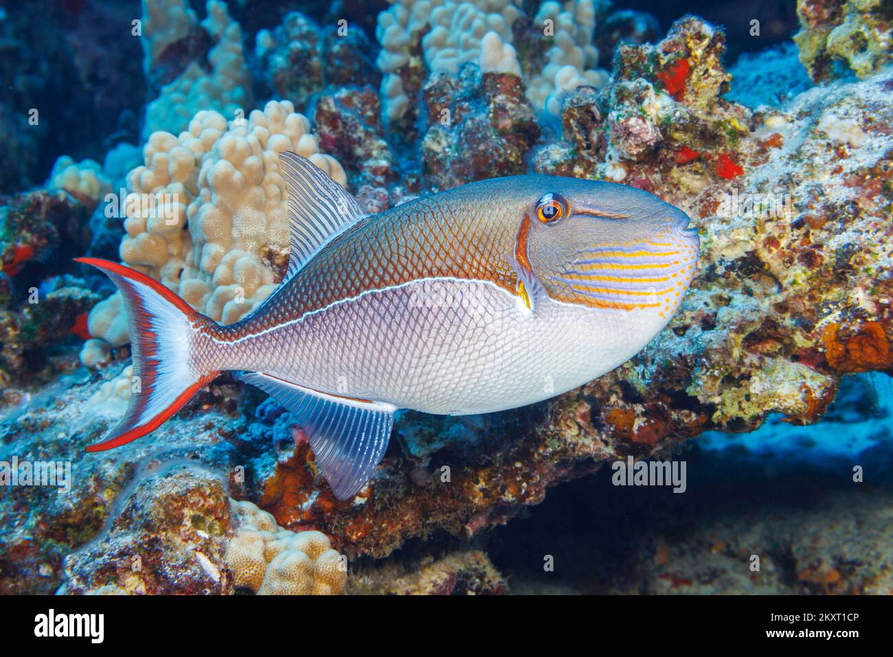 Il triggerfish blu-fiancheggiato, Xanthichthys caeruleolineatus, è visto molto raramente intorno alle isole principali, Hawaii. Foto Stock