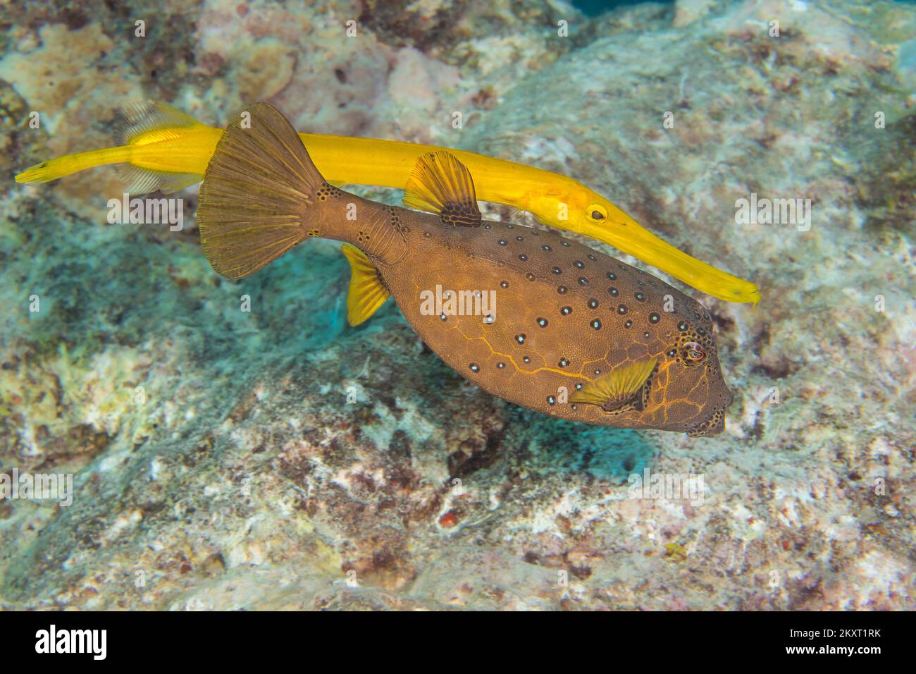 Questo trumpetfish, Aulostomus maculatus, una barriera corallina predator è il nuoto dietro un giallo boxfish, Ostracion cubicus, usandolo come un cieco per ambush la preda, Ya Foto Stock