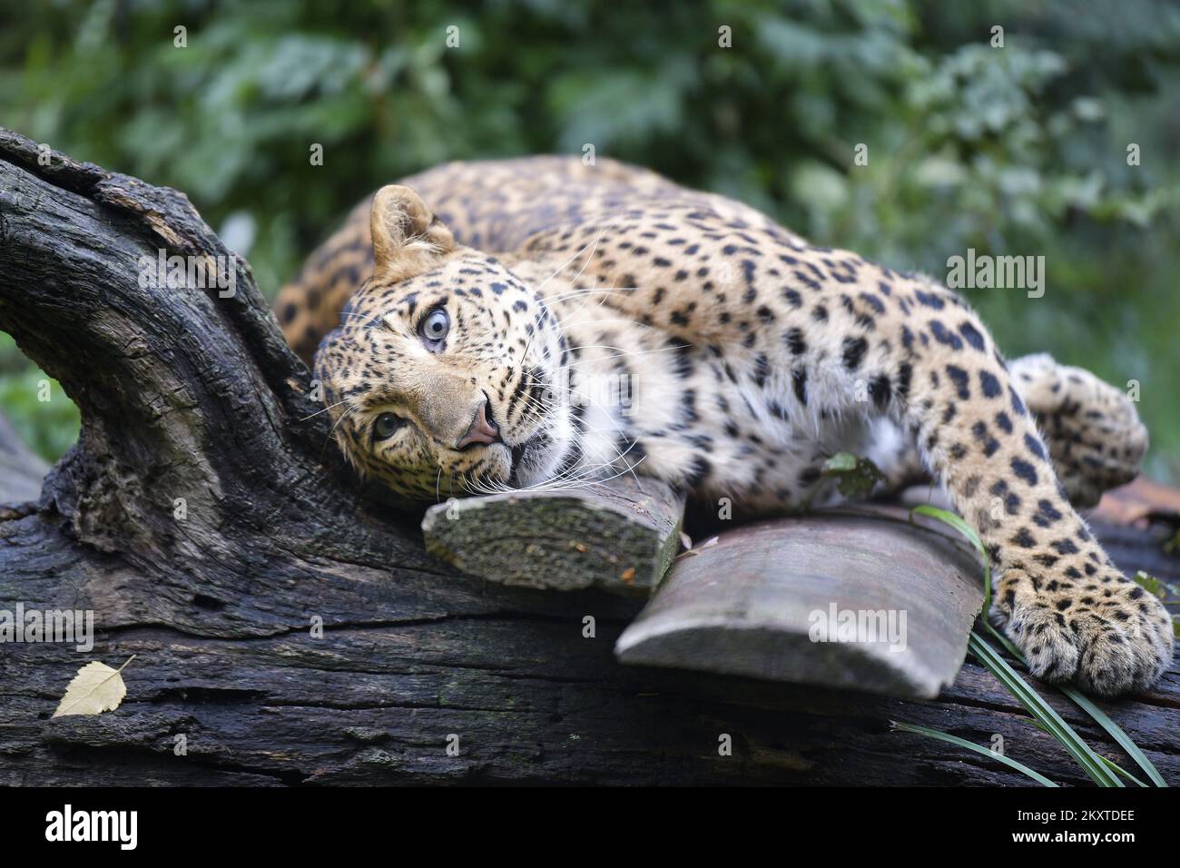 il leopardo cinese (Panthera pardus japonensis) è visto allo ZOO di Zagabria, in Croazia, il 10 ottobre 2021. L'evento è organizzato per sensibilizzare le specie animali minacciate nel mondo. Foto: Sandra Simunovic/PIXSELL Foto Stock