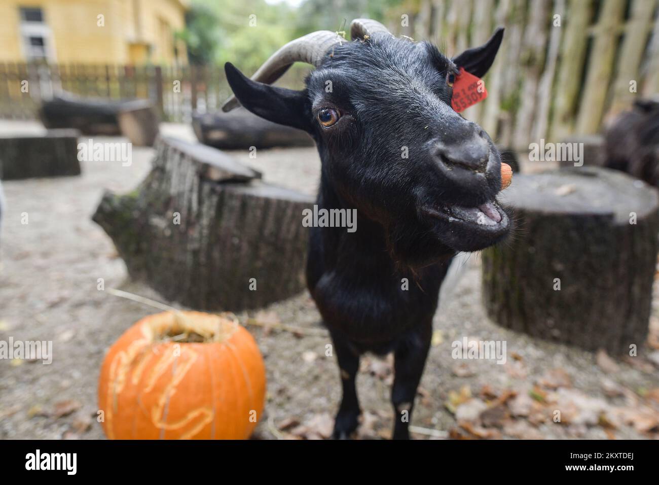 La capra (Capra hircus) interagisce con una zucca allo ZOO di Zagabria, in Croazia, il 10 ottobre 2021. L'evento è organizzato per sensibilizzare le specie animali minacciate nel mondo. Foto: Sandra Simunovic/PIXSELL Foto Stock