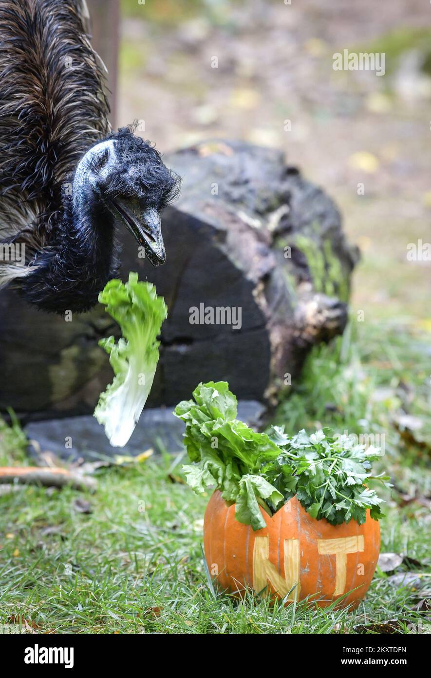 L'UEM (Dromaius novaehollandiae) interagisce con una zucca allo ZOO di Zagabria, in Croazia, il 10 ottobre 2021. L'evento è organizzato per sensibilizzare le specie animali minacciate nel mondo. Foto: Sandra Simunovic/PIXSELL Foto Stock