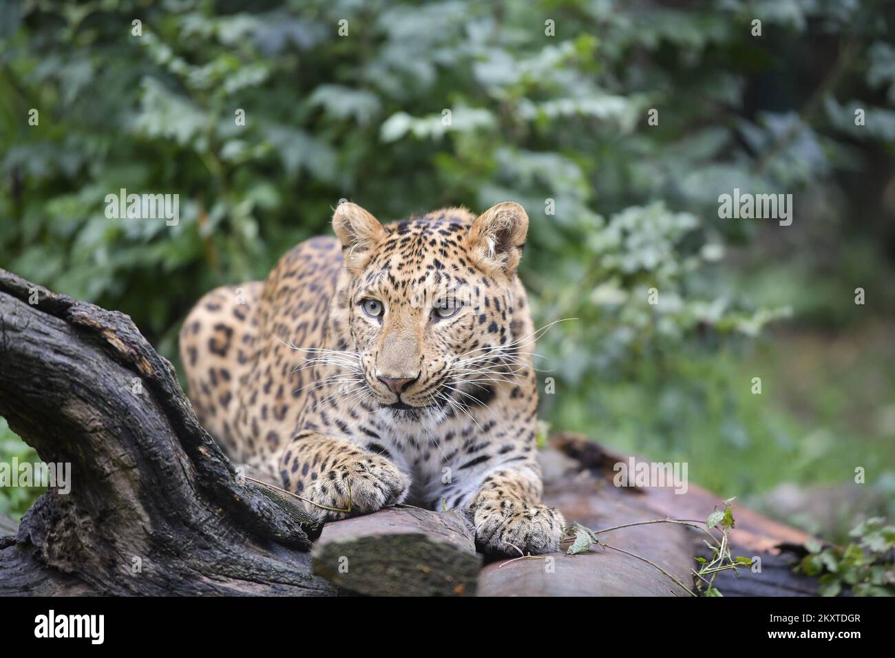 il leopardo cinese (Panthera pardus japonensis) è visto allo ZOO di Zagabria, in Croazia, il 10 ottobre 2021. L'evento è organizzato per sensibilizzare le specie animali minacciate nel mondo. Foto: Sandra Simunovic/PIXSELL Foto Stock