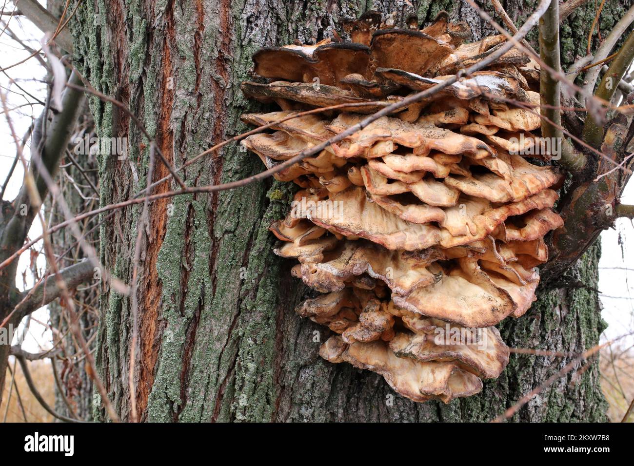 Funghi di albero su un tronco di albero. Foto Stock