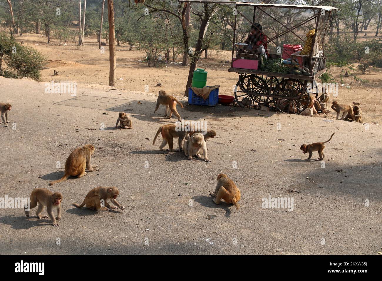 Jaipur, Rajasthan / India - 6 dicembre 2019: Il venditore di banane siede in una gabbia in modo che le scimmie non rubare i suoi beni Foto Stock