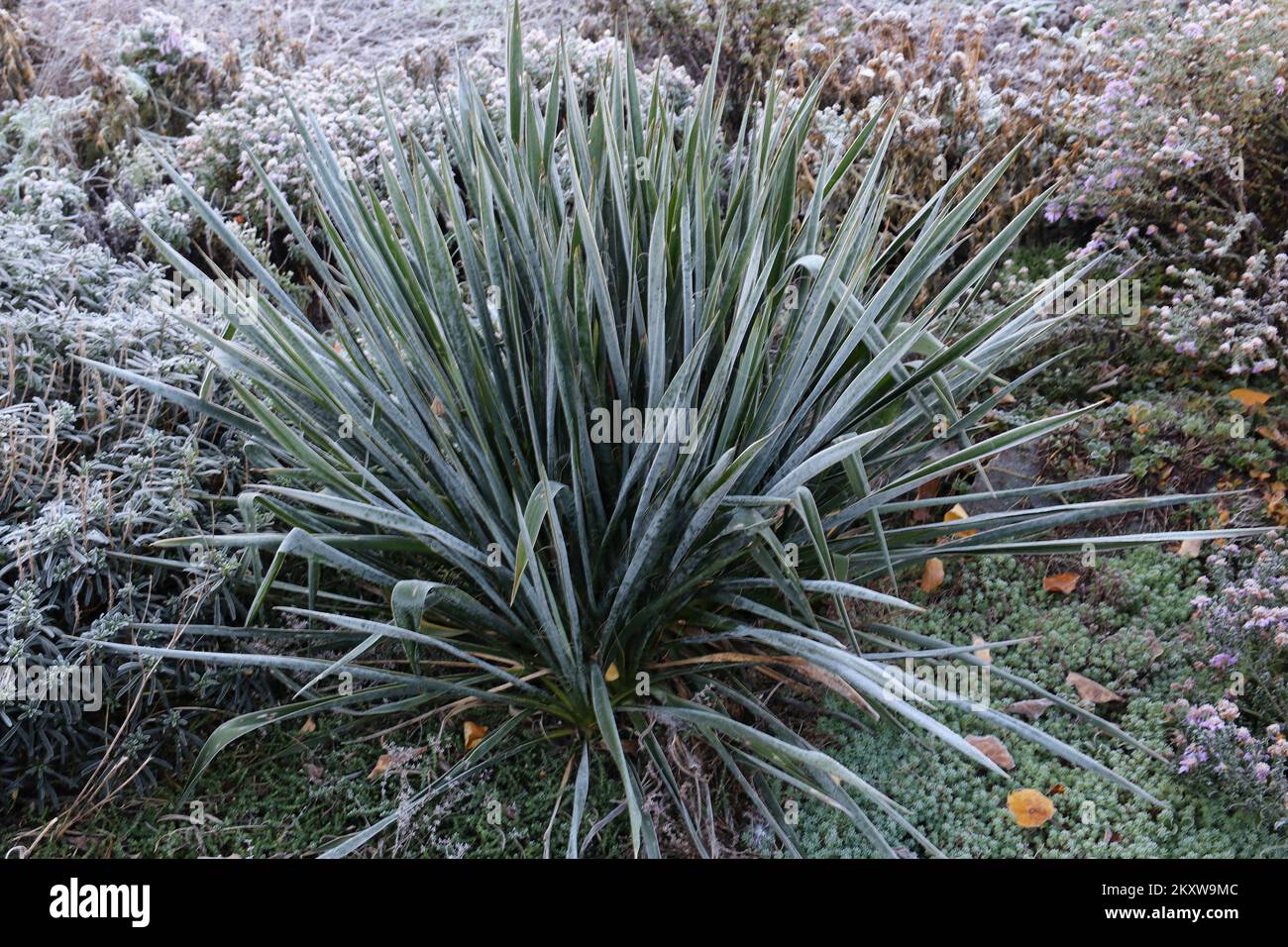 Palma di Yucca coperta di gelo. Prima gelate. Foto Stock