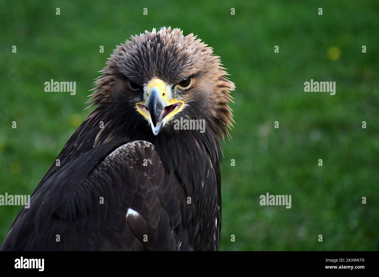 Allevatori e cacciatori che cacciano con aquile d'oro si sono riuniti a Nova Gradiska, Croazia, il 1 dicembre 2021. Foto: Ivica Galovic/ PIXSELL Foto Stock