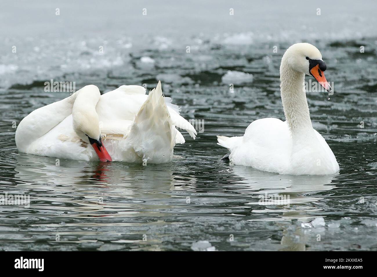 Un paio di cigni a becco rosso di Sesvetska Selnica sono stati rilasciati sul secondo lago Maksimir a Zagabria, in Croazia il 24 gennaio 2022. Un paio di cigni a becco rosso di Sesvetska Selnica sono stati rilasciati sul secondo lago Maksimir a Zagabria, in Croazia il 24 gennaio 2022. Il maschio ha danneggiato le piume di volo, motivo per cui non può decollare. Il suo compagno non lo lascia per questo, ma è sempre vicino a lui. Così è stato dall'inizio del loro amore e non è cambiato in nessun momento. Foto: Goran Stanzl/PIXSELL Foto Stock