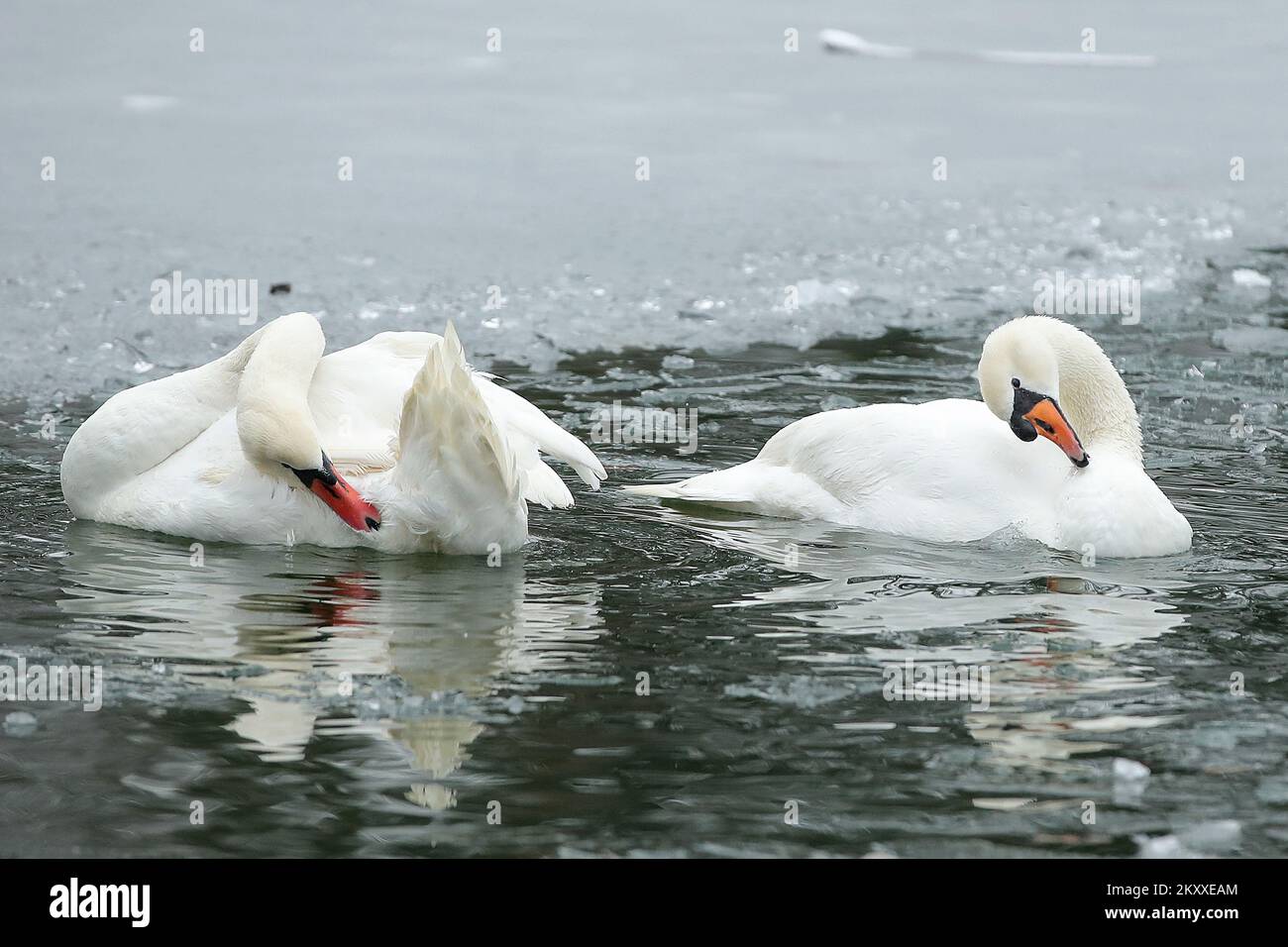 Un paio di cigni a becco rosso di Sesvetska Selnica sono stati rilasciati sul secondo lago Maksimir a Zagabria, in Croazia il 24 gennaio 2022. Un paio di cigni a becco rosso di Sesvetska Selnica sono stati rilasciati sul secondo lago Maksimir a Zagabria, in Croazia il 24 gennaio 2022. Il maschio ha danneggiato le piume di volo, motivo per cui non può decollare. Il suo compagno non lo lascia per questo, ma è sempre vicino a lui. Così è stato dall'inizio del loro amore e non è cambiato in nessun momento. Foto: Goran Stanzl/PIXSELL Foto Stock