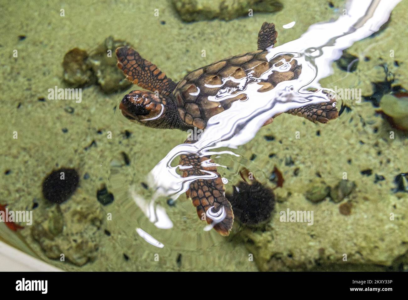 Mini Koko, la tartaruga di testa che è arrivata all'Acquario di Pola un anno fa dall'isola di Korcula, sta facendo grandi progressi a Pola, Croazia, il 04. Febbraio 2022. . Da un iniziale di 85 grammi e 8,5 centimetri di lunghezza, la piccola tartaruga è cresciuta a 15 centimetri e pesa circa 500 grammi. Egli 'scorza' i suoi giorni con il sonno che adora e sarà rilasciato nel giugno di quest'anno. Foto: Srecko Niketic/PIXSELL Foto Stock