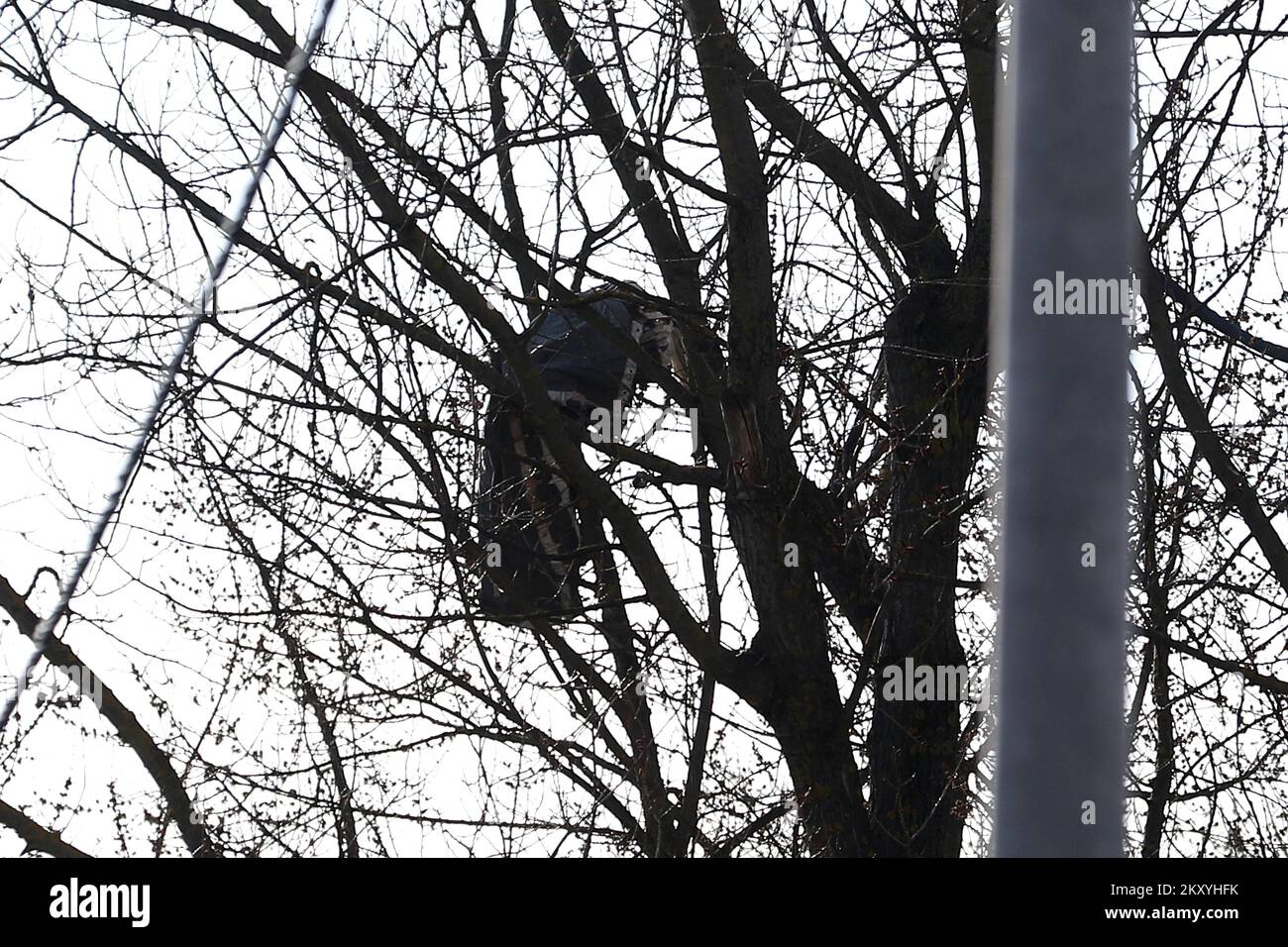 Un paracadute di carico bloccato sulle cime degli alberi presso il sito dell'incidente. La polizia sta conducendo un'indagine dopo che l'oggetto è caduto dall'aria su Jaraun, e la polizia ha confermato che un cratere e due paracadute sono stati trovati. Gli agenti di polizia hanno assicurato un'area più ristretta e più ampia della scena in cui l'indagine viene condotta con la partecipazione di tutti i servizi competenti. Poco dopo le 11, un oggetto sconosciuto ha colpito il terreno vicino al dormitorio studentesco di Stjepan Radic, causando una potente detonazione che è stata sentita in quella parte della città. L'indagine della polizia in via Jarunska dove l'oggetto Foto Stock