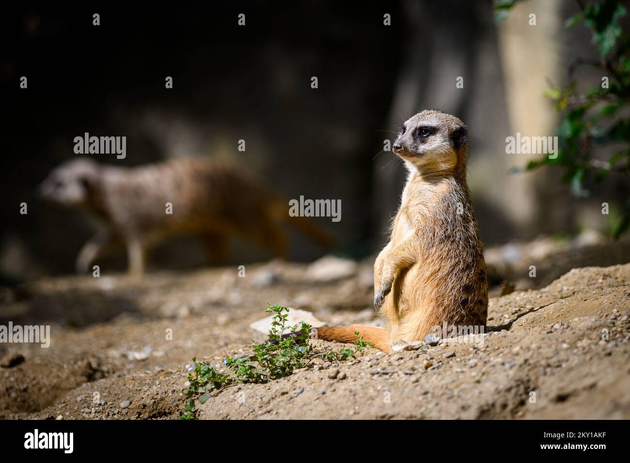 I Meerkat sono visti allo ZOO di Zagabria, in Croazia, il 5 giugno 2022. Bella giornata allo zoo di Zagabria il 5 giugno 2022. Molte specie godevano del sole e delle tempeste, ma alcune cercavano rifugio all'ombra e nell'acqua. Foto: Davor Puklavec/PIXSELL Foto Stock