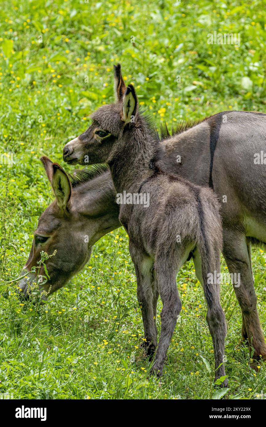 Asino famiglia Godoricki Godoricki dol, Croazia su 29. Giugno 2022. Foto: Srecko Niketic/PIXSELL Foto Stock