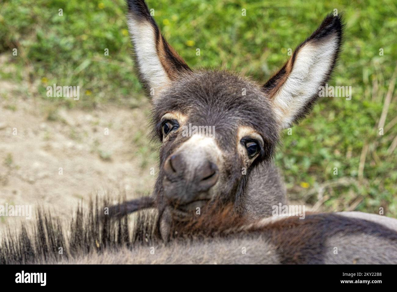 Asino famiglia Godoricki Godoricki dol, Croazia su 29. Giugno 2022. Foto: Srecko Niketic/PIXSELL Foto Stock