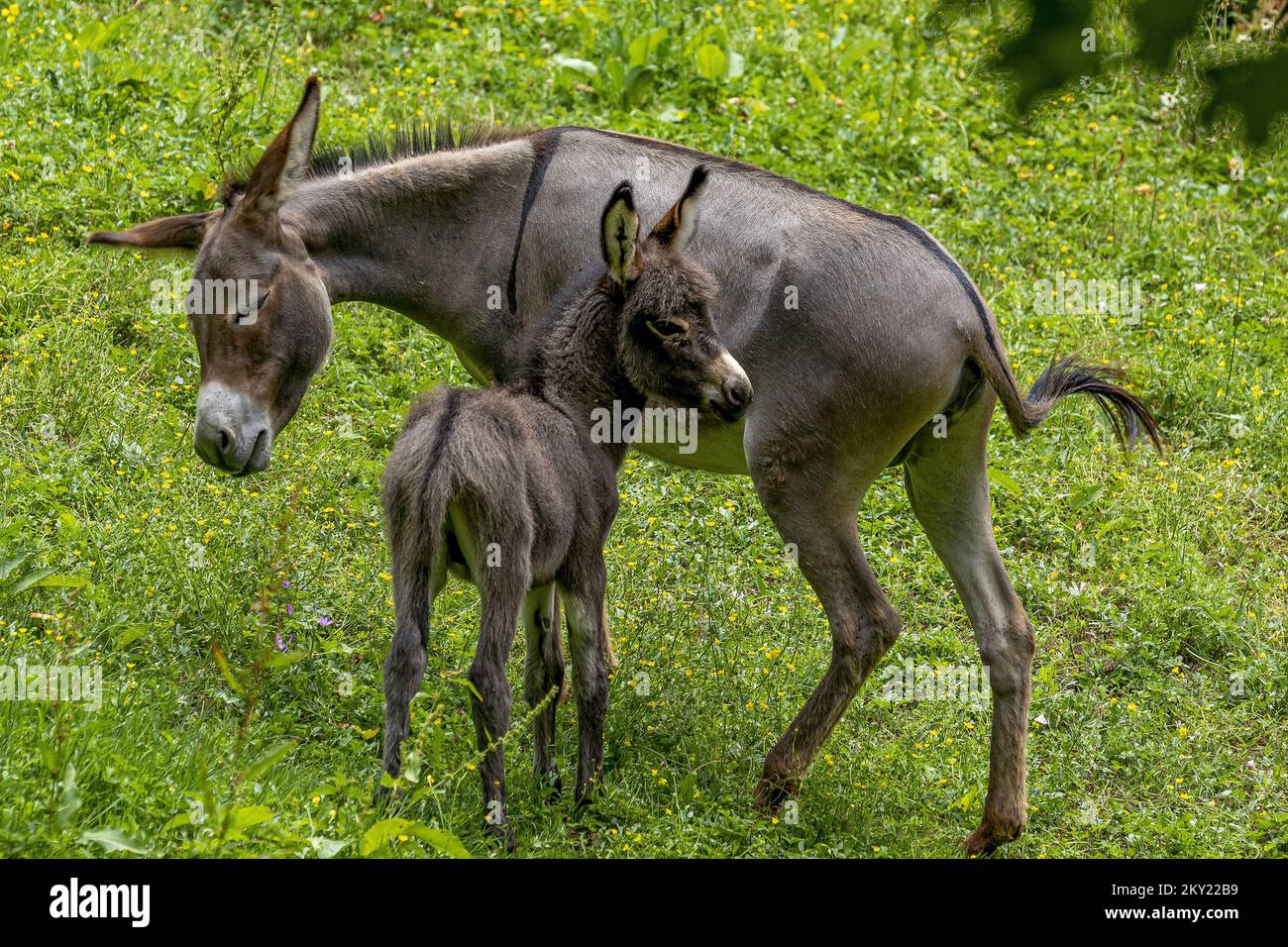 Asino famiglia Godoricki Godoricki dol, Croazia su 29. Giugno 2022. Foto: Srecko Niketic/PIXSELL Foto Stock